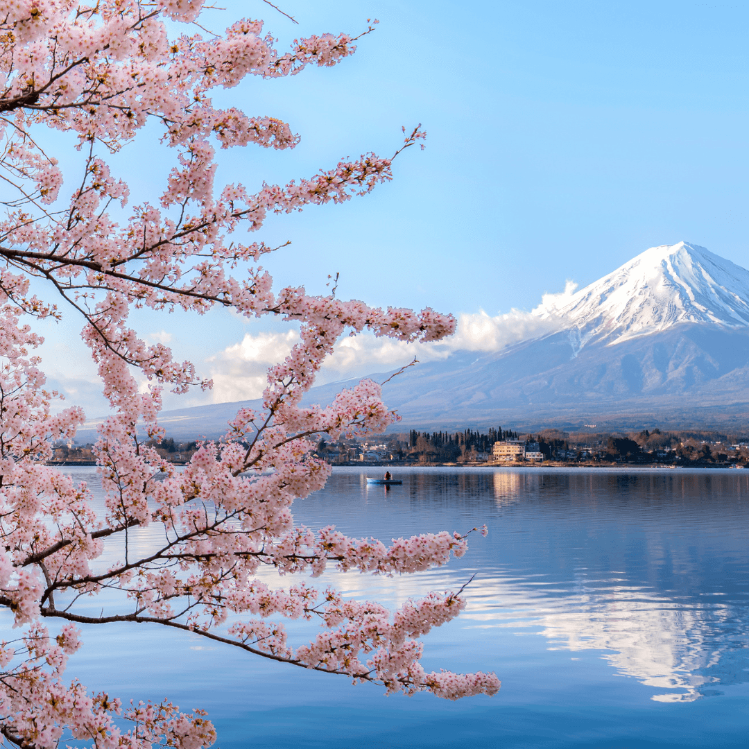 Japanese Cherry Blossom Fragrance Oil for Soap Making, Candle Making, Bath  and Body Products, Home Sprays, Diffusers and Much More. 2 Oz. 